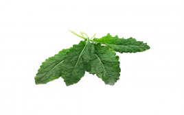 Simply Fresh Kale-LG   Box  250 grams